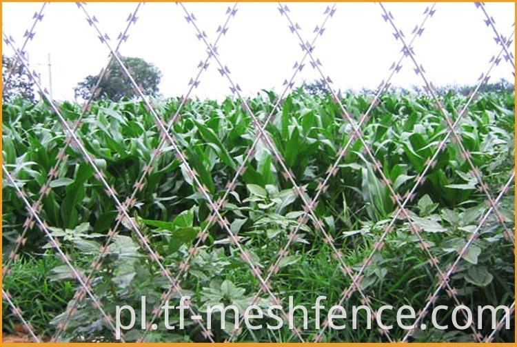 welded concertina razor wire mesh